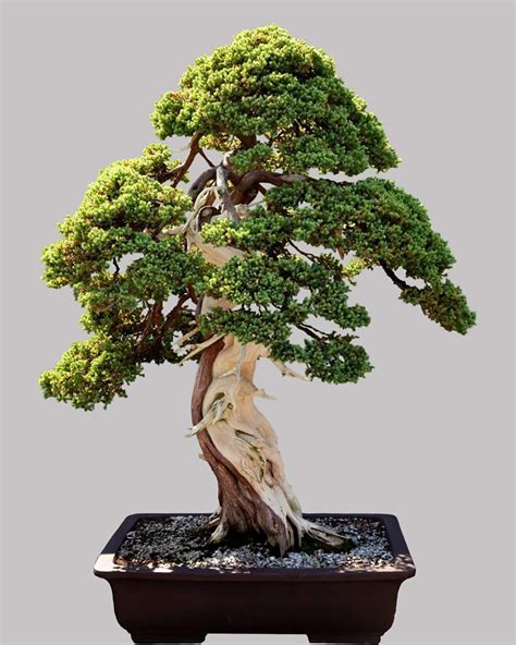 bonsai 意思|bonsai是什么意思